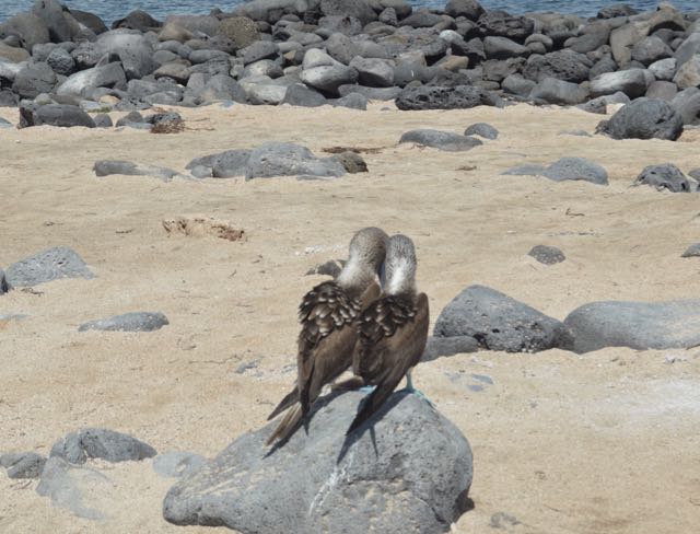 True Love, Booby Love