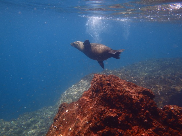 Frolicking Sea Lion