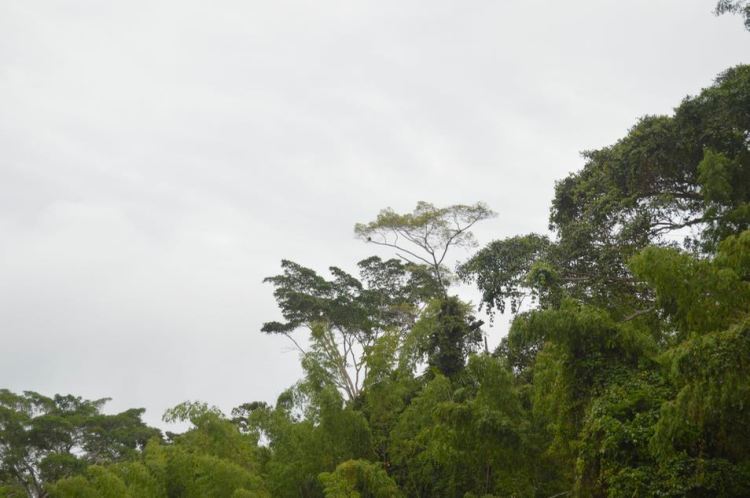 Sloth from a Distance